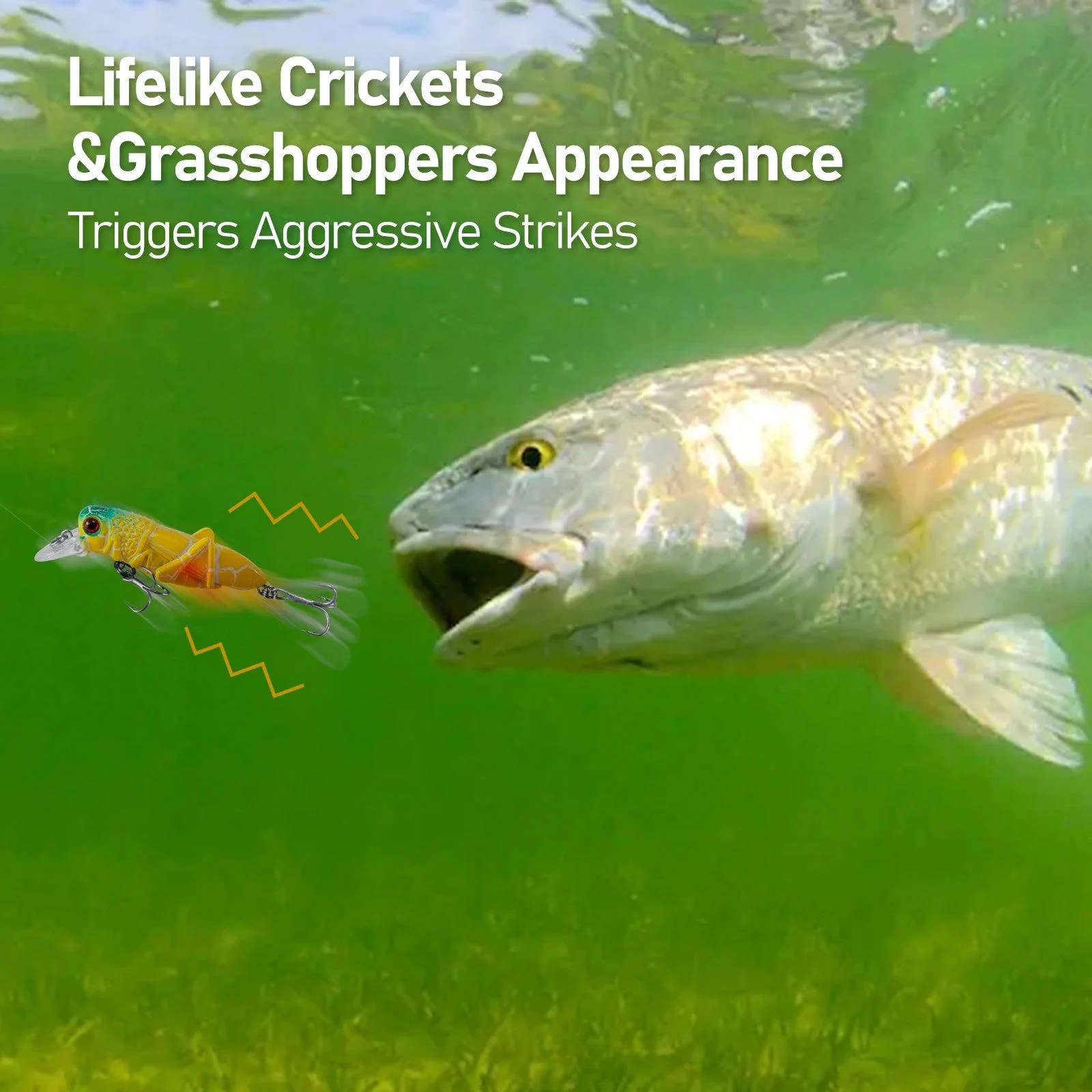 Dr.Fish 5pcs Grasshopper Crankbait Topwater Fishing Lures 0.14-0.35oz - Image 4