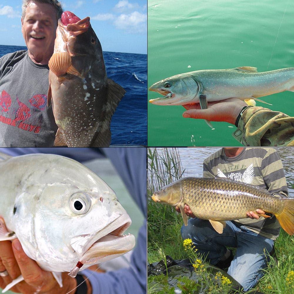 Dr.Fish 4pcs Topwater Hard Baits Kit - Image 8